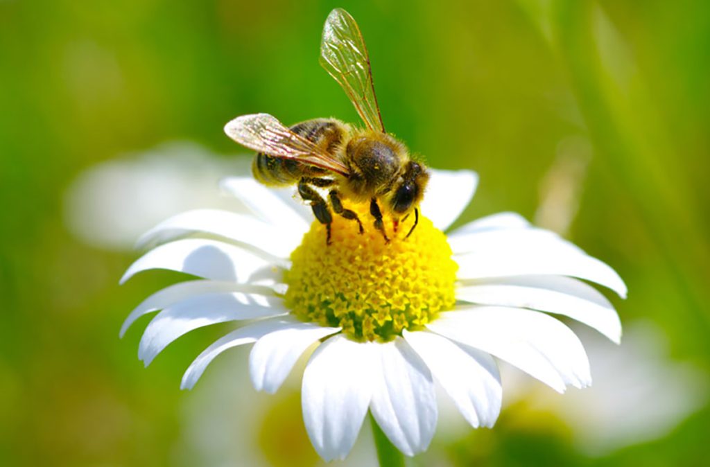 A little bee is collecting honey